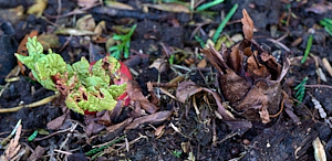 Rhubarb appearing above ground
