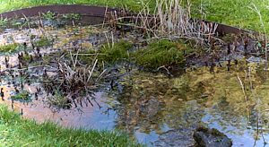 Part of a flooded wet garden
