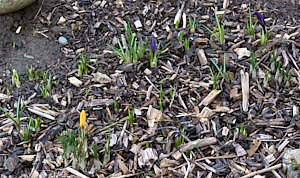 Purple and yellow crocus
