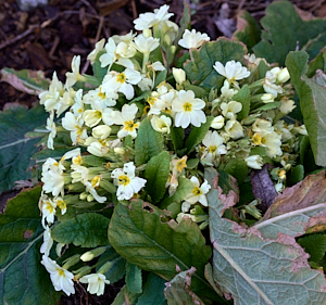 Primrose in flower