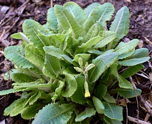 Oxlip starting to flower