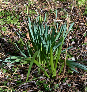 Daffodils getting ready to bloom