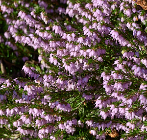 Heather in flower