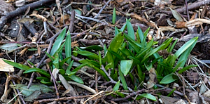 Fancy bluebells appearing above ground