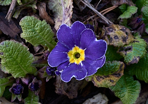 Purple and yellow bedding plant