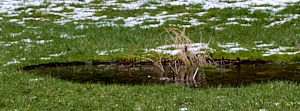 Wet area of garden under water