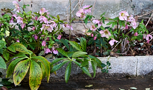 Hebes in flower