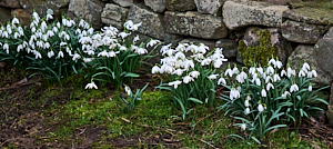 Snowdrops against a wall