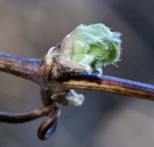 Start of clematis growth