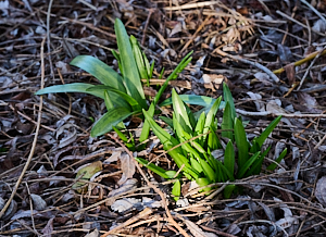 Bluebells appearing above ground
