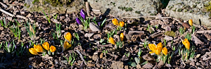 Yellow and purple crocus flowers
