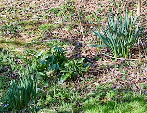 Lords, ladies and daffodils