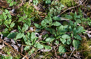 Primroses before flowering