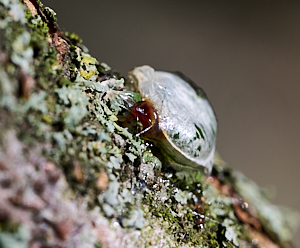 Mistleote seed on apple branch