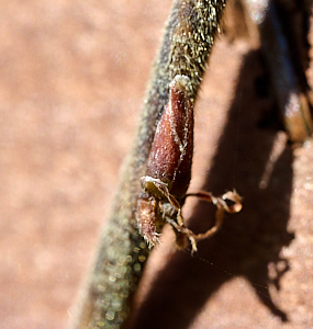 Start of wisteria growth