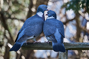 Wood pigeons courting