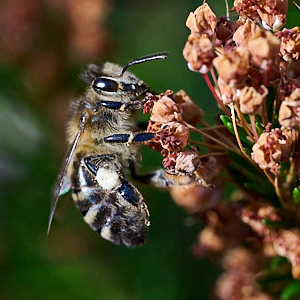 Insect on heather