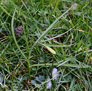 White snakeshead fritillary