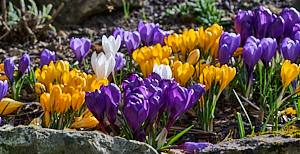 Yellow, purple and white crocuses
