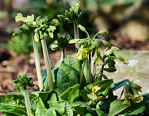 Oxlips about to flower
