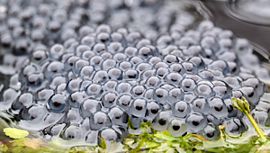 Frog spawn in pond