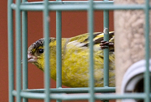 Male sisking hiding at back of feeder