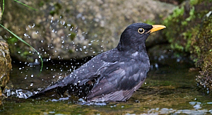 Blackbird bathing