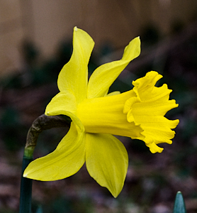 Daffodil in flower