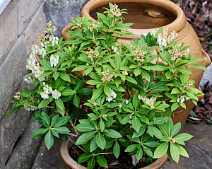 Potted plant
