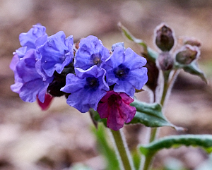 Red and purple flowers