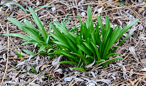 Native Bluebells growing well