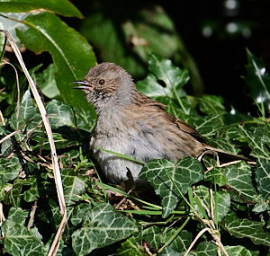 Dunnock singing in the sun