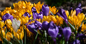 Mainly yellow crocuses