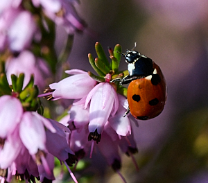 Ladybird on heather