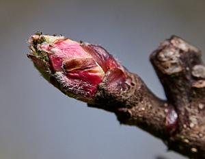 Apple tree bud