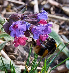 Bee on lungworth