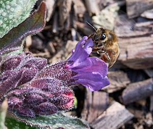 Bee on lungworth