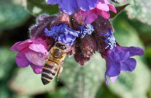 Hoverfly on lungworth