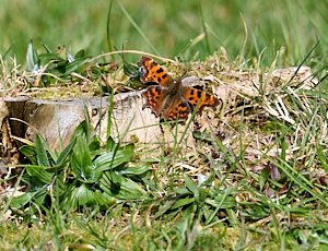 Comma butterfly on tree stump