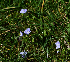 Small mauve flowers