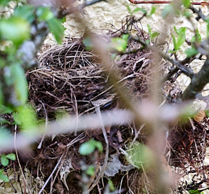 Last years birds nest