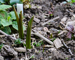 Snakeshead fritillaries apearing through the earth