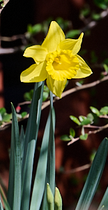 SOlitary yellow dafodil
