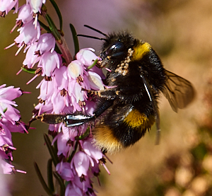 Bee on heather