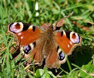 Peacock butterfly on grass