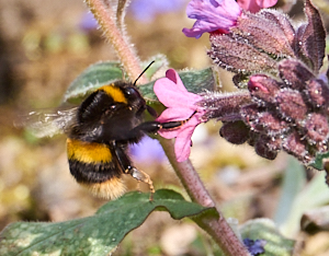 Bee nectaring in lungowrth