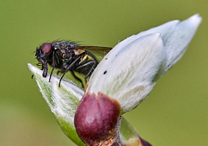 Red eyed fly on tree bud