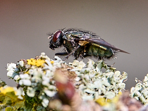 Greenfly crawling over lichen