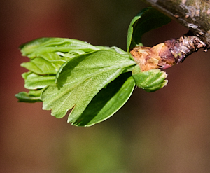 Two tiny yellow eggs on the underside of a leaf