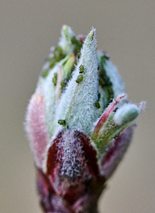 Bugs on a tree bud